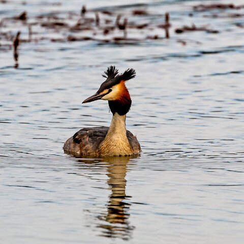 Great-Crested-Grebe-15