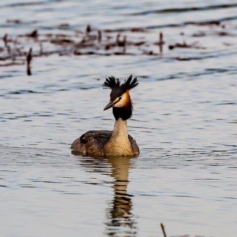 Great-Crested-Grebe-16