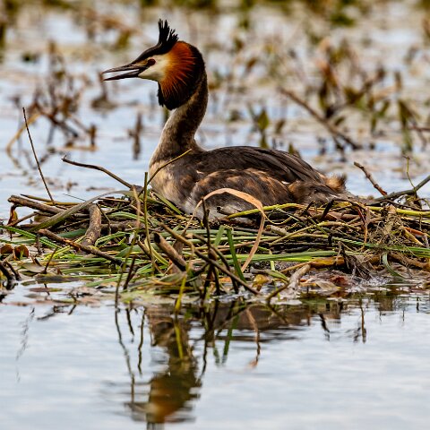 Great-Crested-Grebe-17