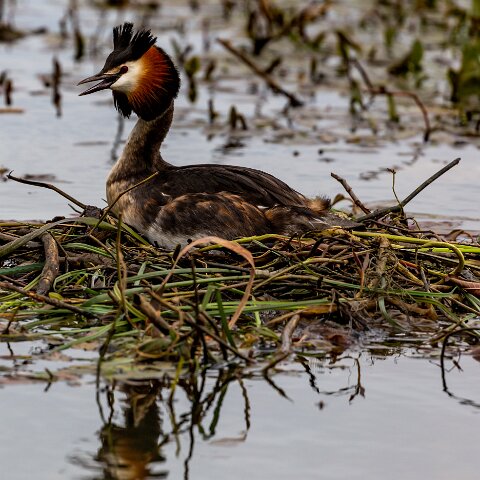 Great-Crested-Grebe-18