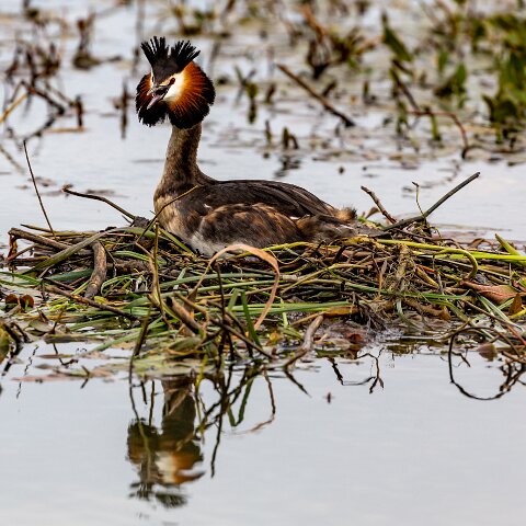 Great-Crested-Grebe-19