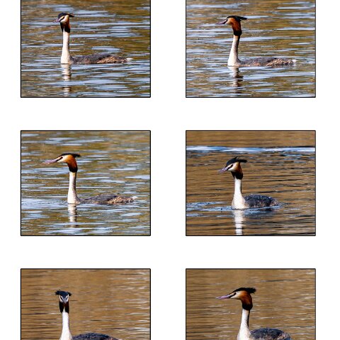 Great-Crested-Grebe-2