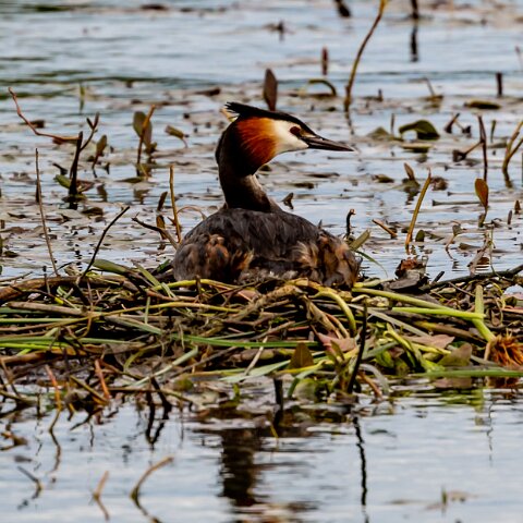 Great-Crested-Grebe-20