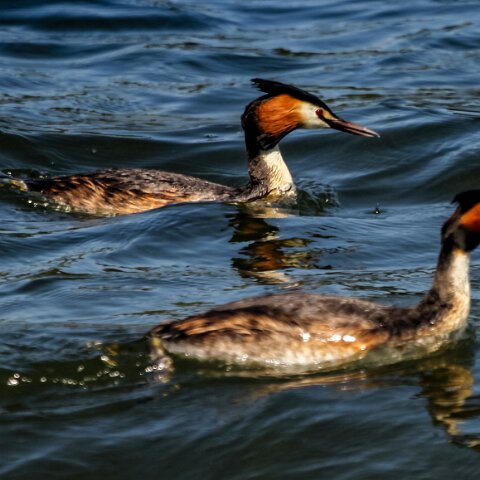 Great-Crested-Grebe-3
