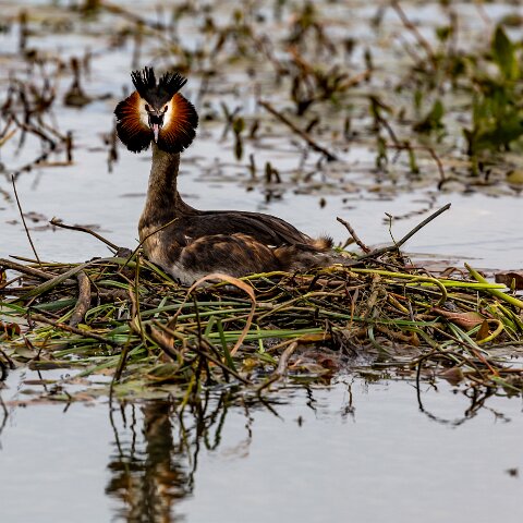 Great-Crested-Grebe-4