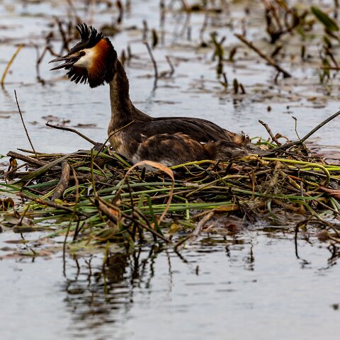Great-Crested-Grebe-6