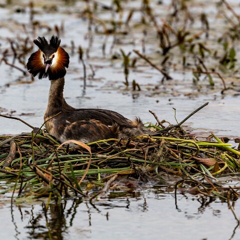 Great-Crested-Grebe-7