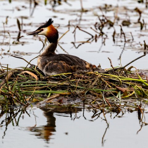 Great-Crested-Grebe-9