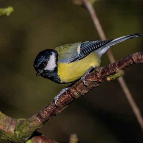 Great-Tit-1