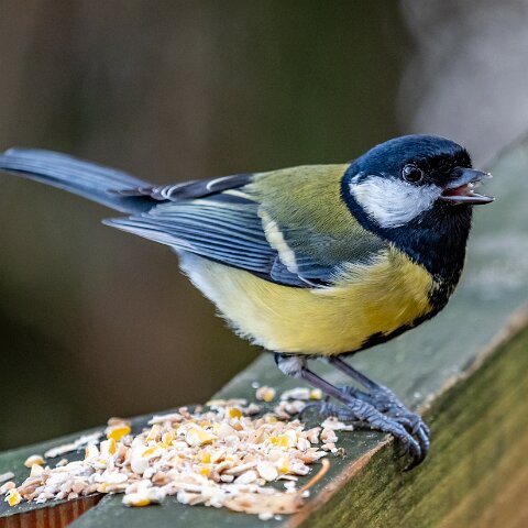 Great-Tit-10