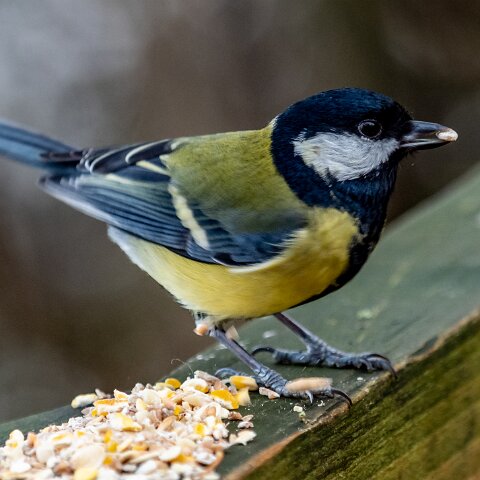 Great-Tit-11