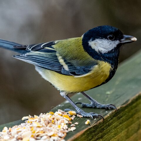 Great-Tit-12