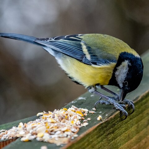 Great-Tit-13