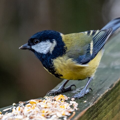 Great-Tit-14