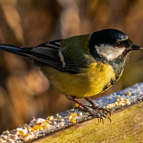 Great-Tit-17
