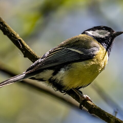 Great-Tit-19