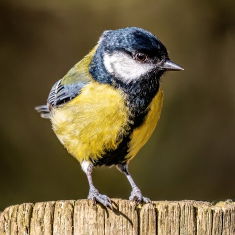 Great-Tit-20