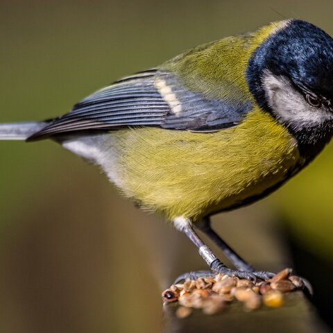 Great-Tit-3