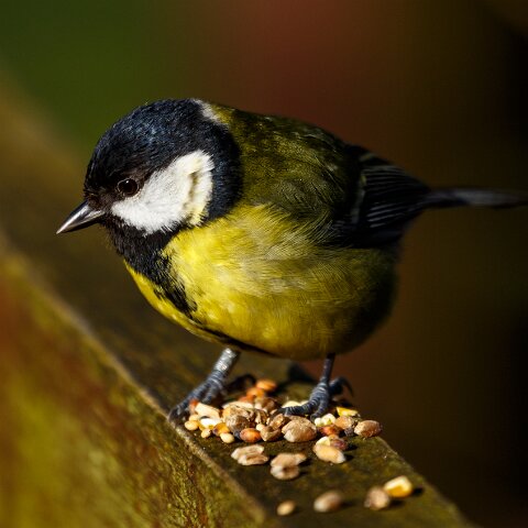 Great-Tit-4