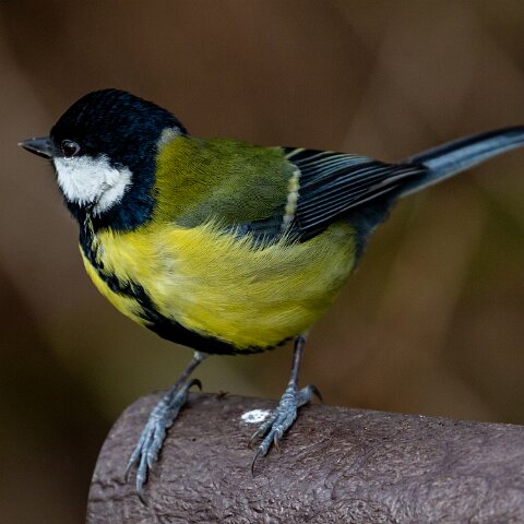 Great-Tit-5