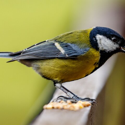 Great-Tit-6