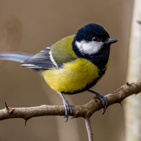 Great-Tit-7