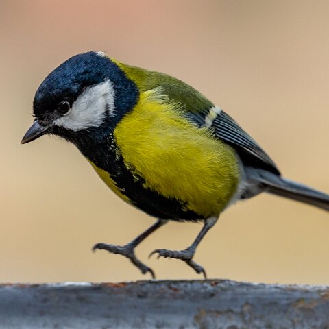 Great-Tit-8
