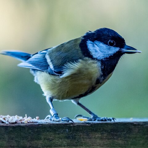 Great-Tit-9