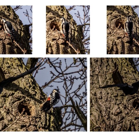 Great-Spotted-Woodpecker