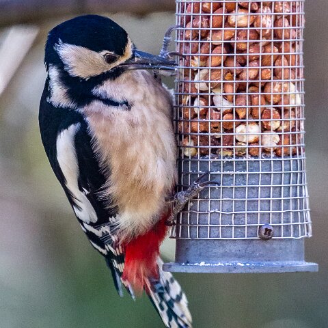 Greater-Spotted-Woodpecker-2