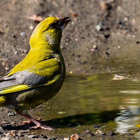 Greenfinch-1