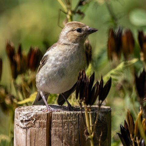Greenfinch-10
