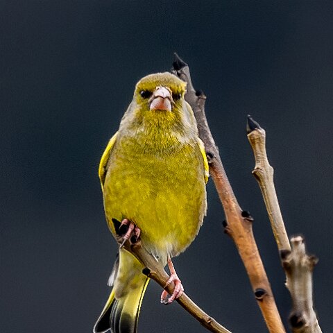 Greenfinch-13