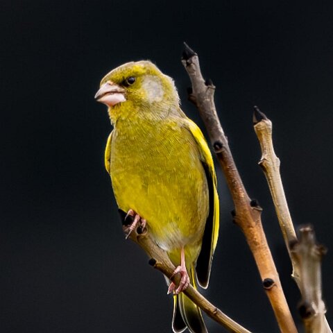 Greenfinch-14