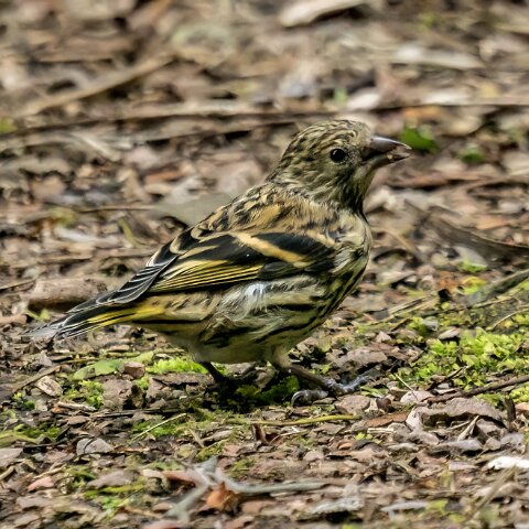 Greenfinch-15