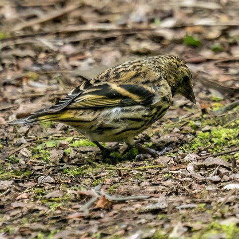 Greenfinch-16