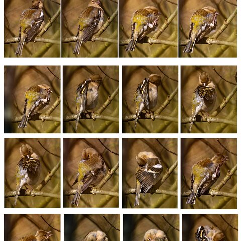 Greenfinch-17