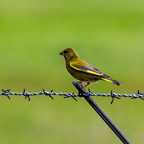 Greenfinch-2