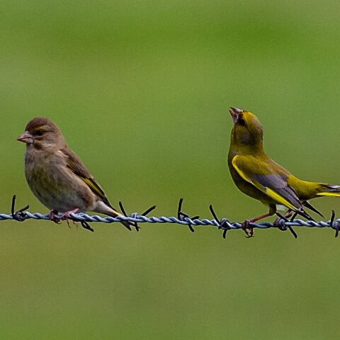 Greenfinch-4