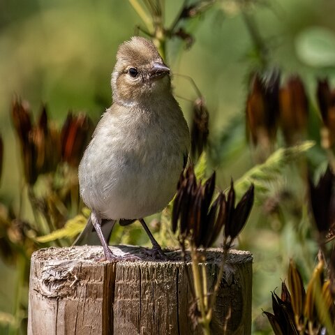 Greenfinch-6