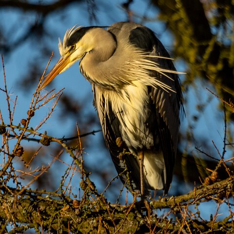 Grey-Heron-10