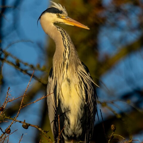 Grey-Heron-13