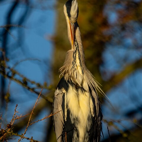 Grey-Heron-14