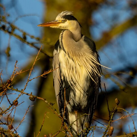 Grey-Heron-15