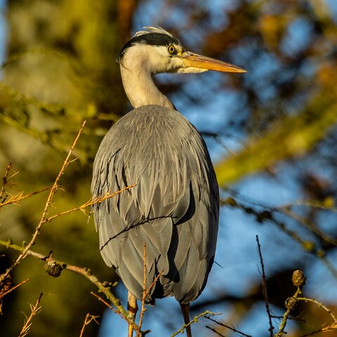 Grey-Heron-16