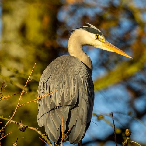 Grey-Heron-17