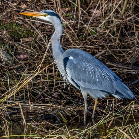 Grey-Heron-18