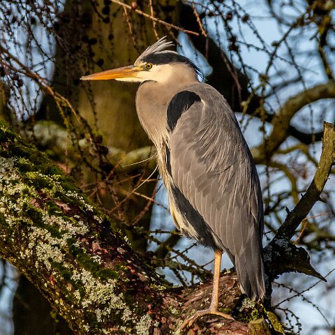 Grey-Heron-19