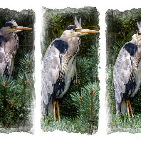 Grey-Heron-2