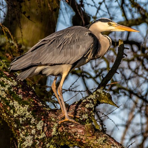 Grey-Heron-20